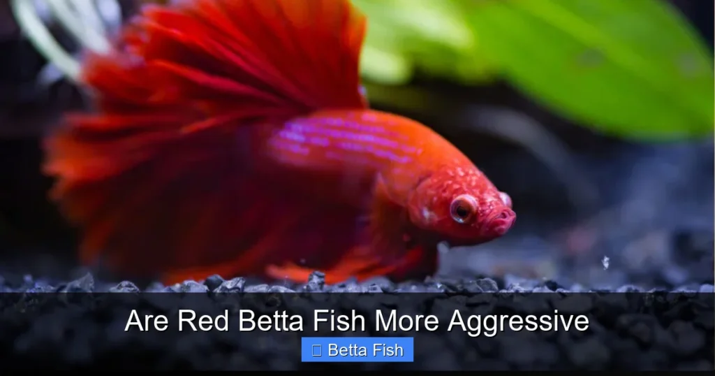 Are Red Betta Fish More Aggressive