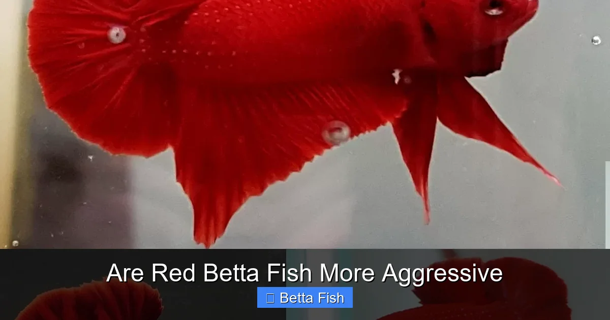 Are Red Betta Fish More Aggressive