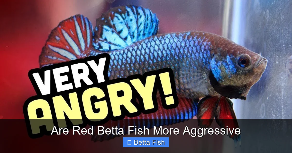 Are Red Betta Fish More Aggressive