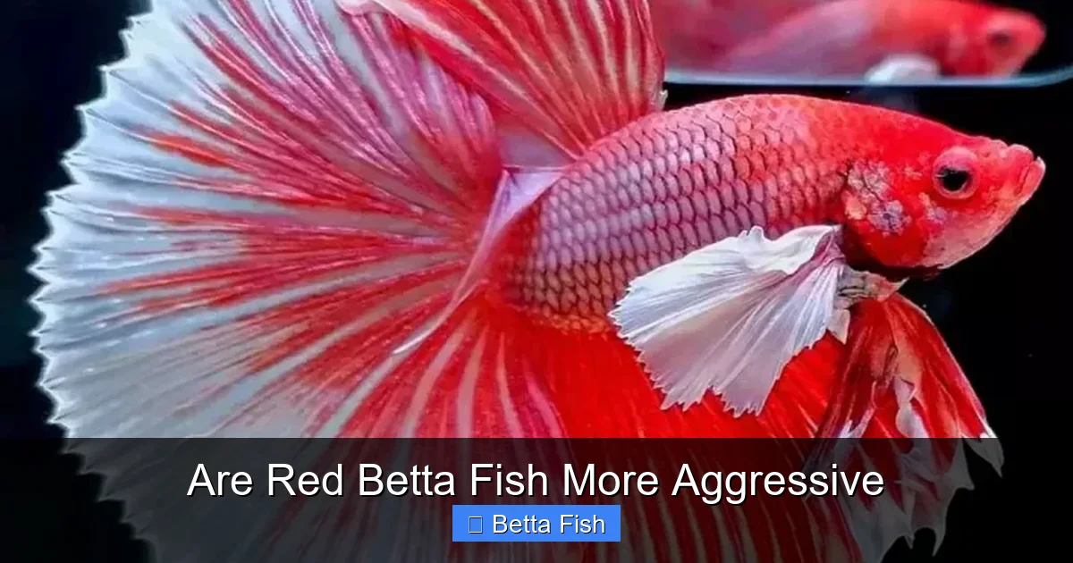 Are Red Betta Fish More Aggressive