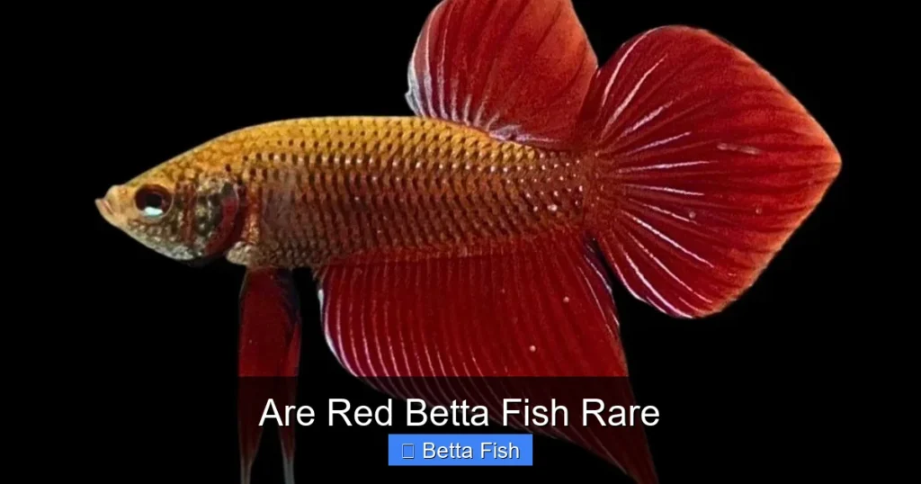 Are Red Betta Fish Rare