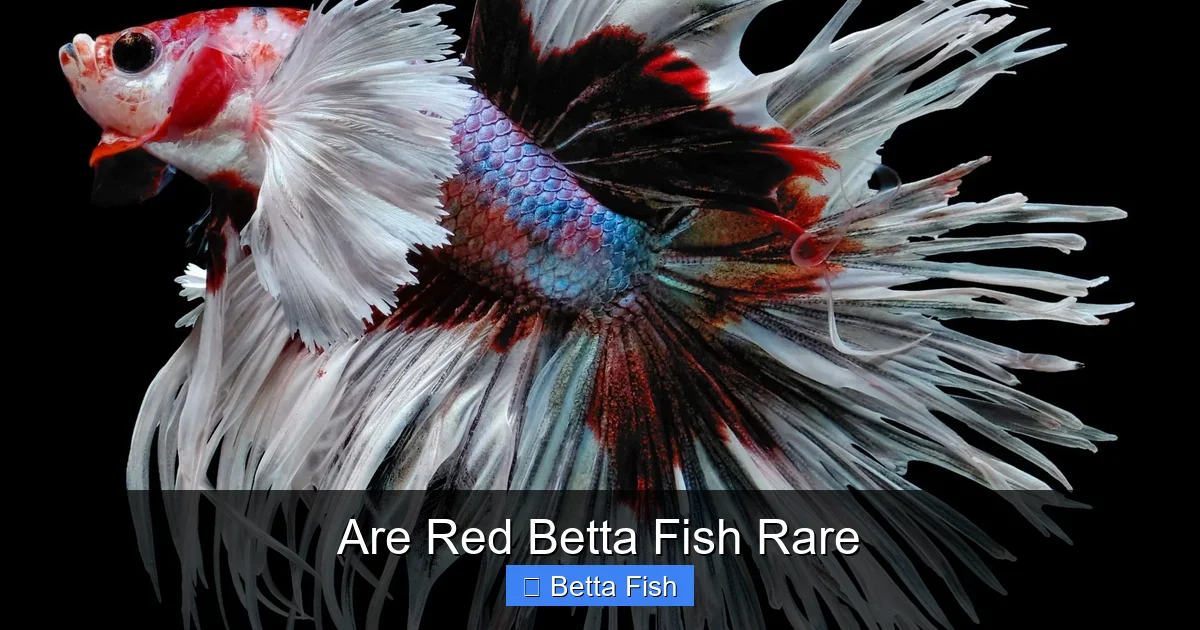 Are Red Betta Fish Rare