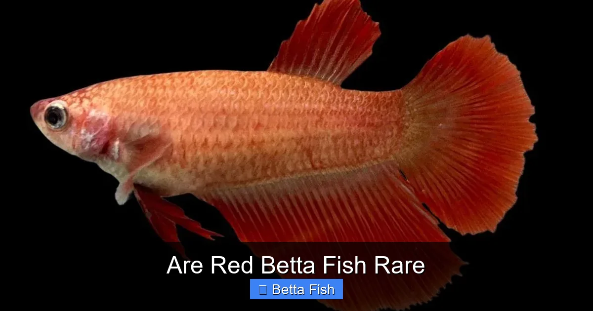 Are Red Betta Fish Rare