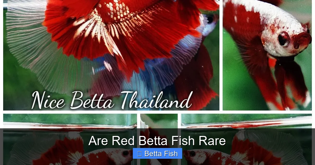 Are Red Betta Fish Rare
