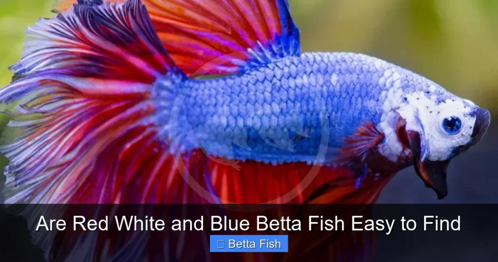 Are Red White and Blue Betta Fish Easy to Find