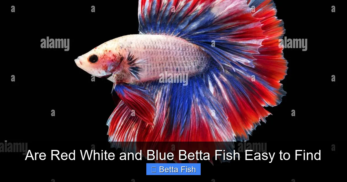 Are Red White and Blue Betta Fish Easy to Find