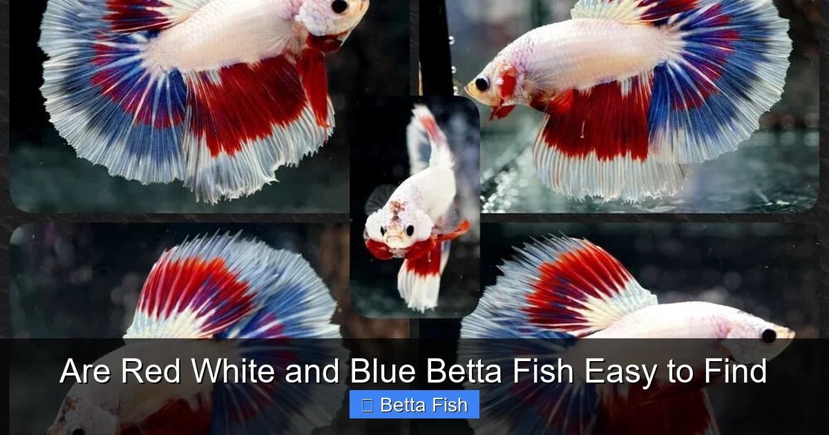 Are Red White and Blue Betta Fish Easy to Find