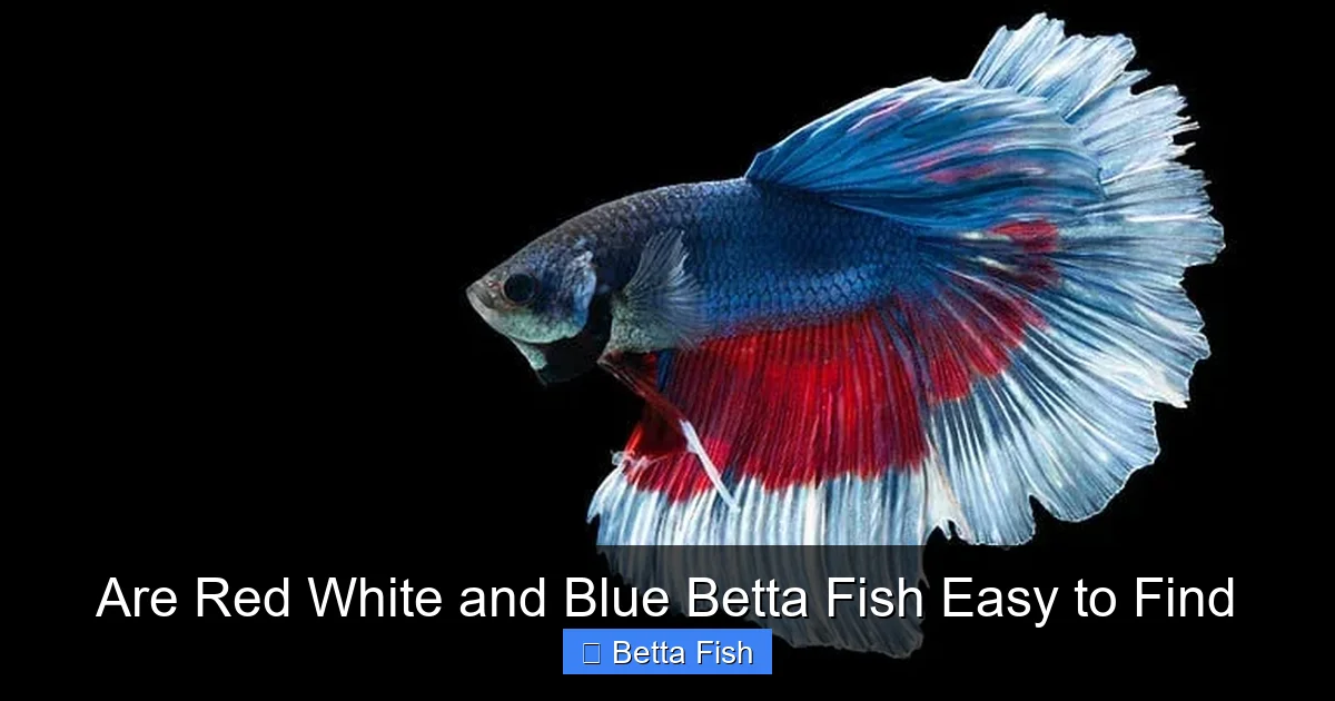 Are Red White and Blue Betta Fish Easy to Find