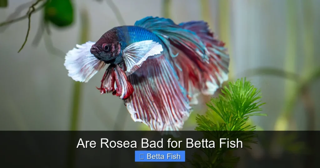 Are Rosea Bad for Betta Fish