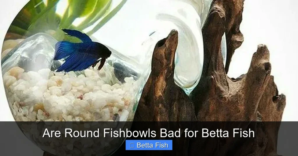 Are Round Fishbowls Bad for Betta Fish