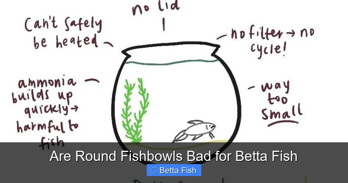 Are Round Fishbowls Bad for Betta Fish