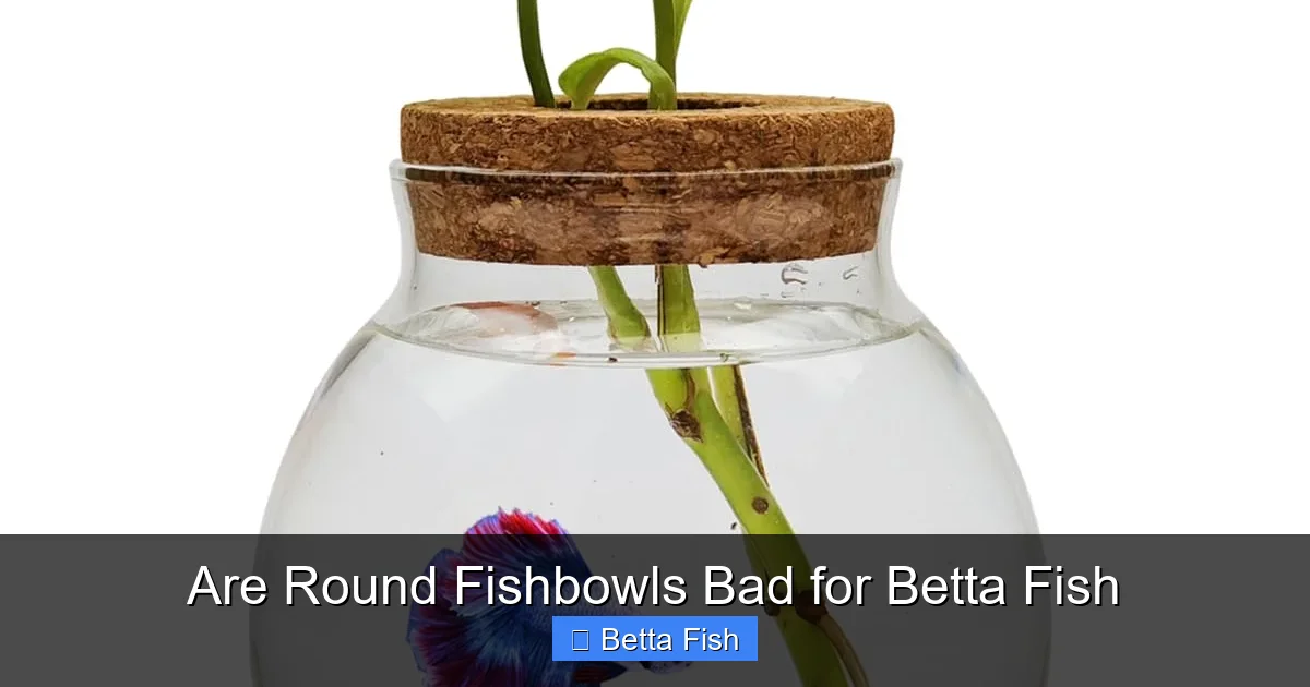 Are Round Fishbowls Bad for Betta Fish