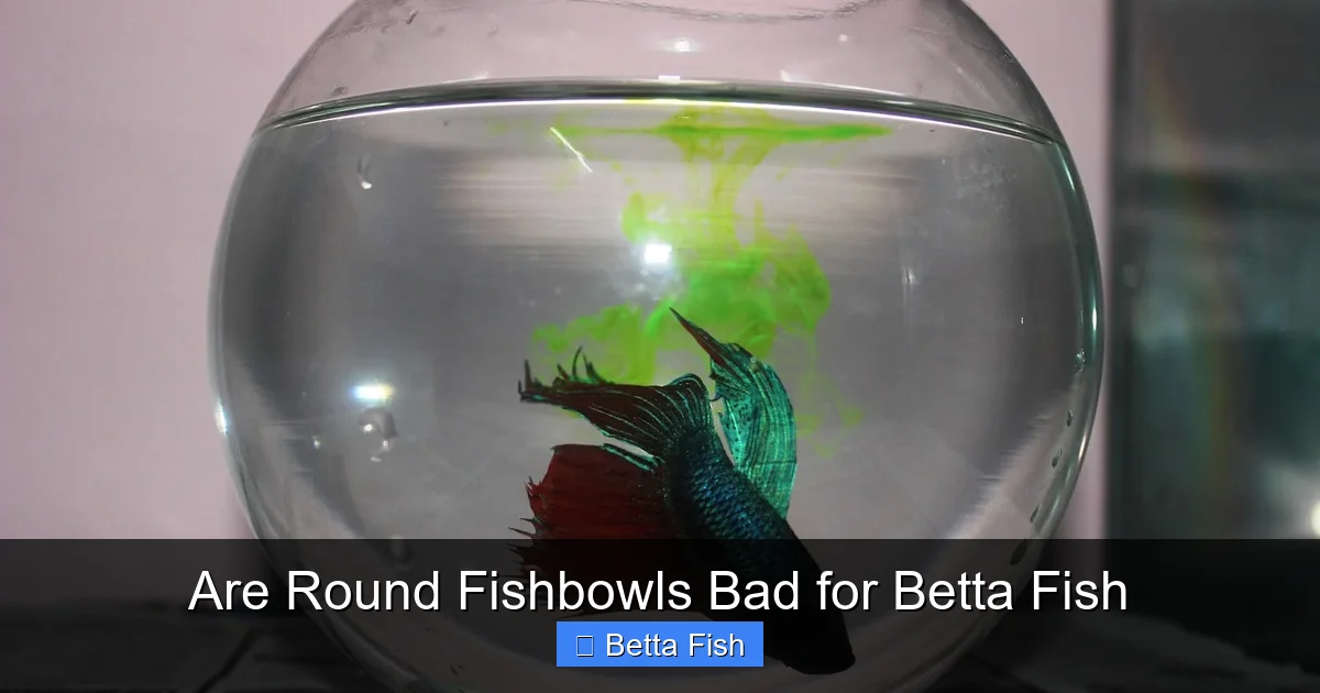 Are Round Fishbowls Bad for Betta Fish