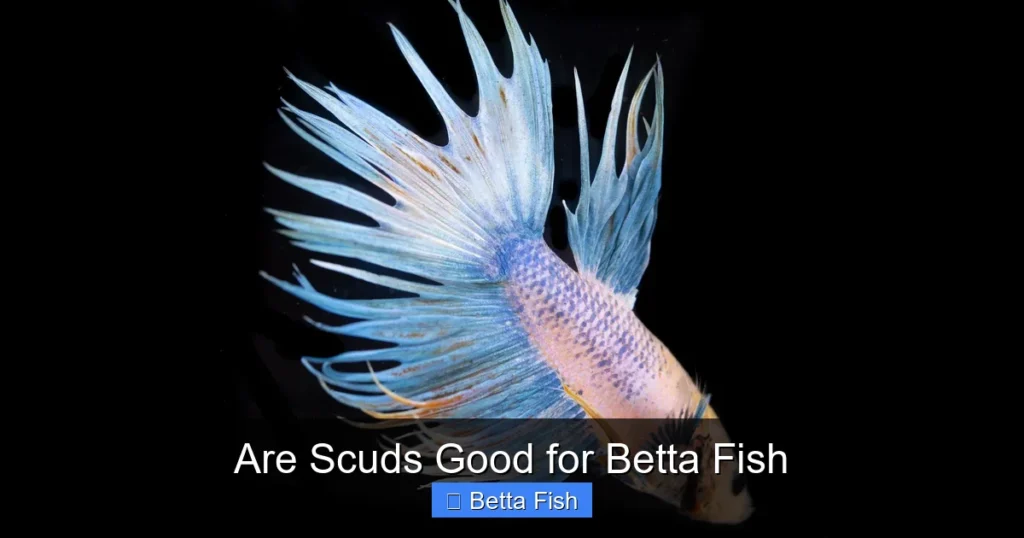 Are Scuds Good for Betta Fish