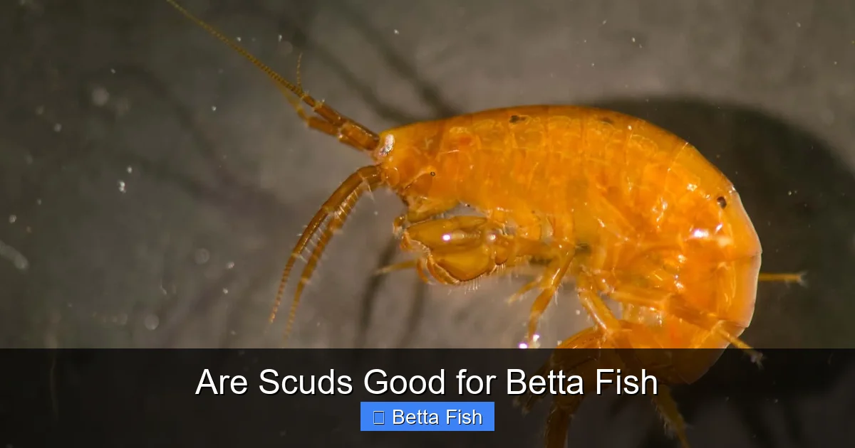 Are Scuds Good for Betta Fish