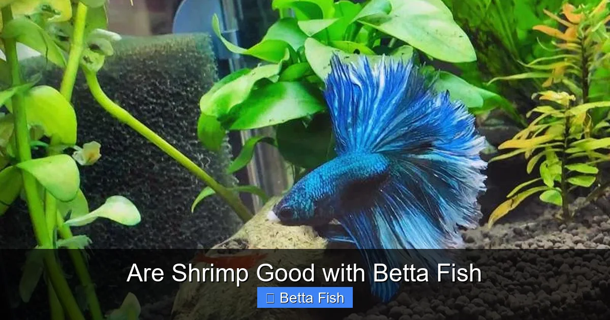Are Shrimp Good with Betta Fish
