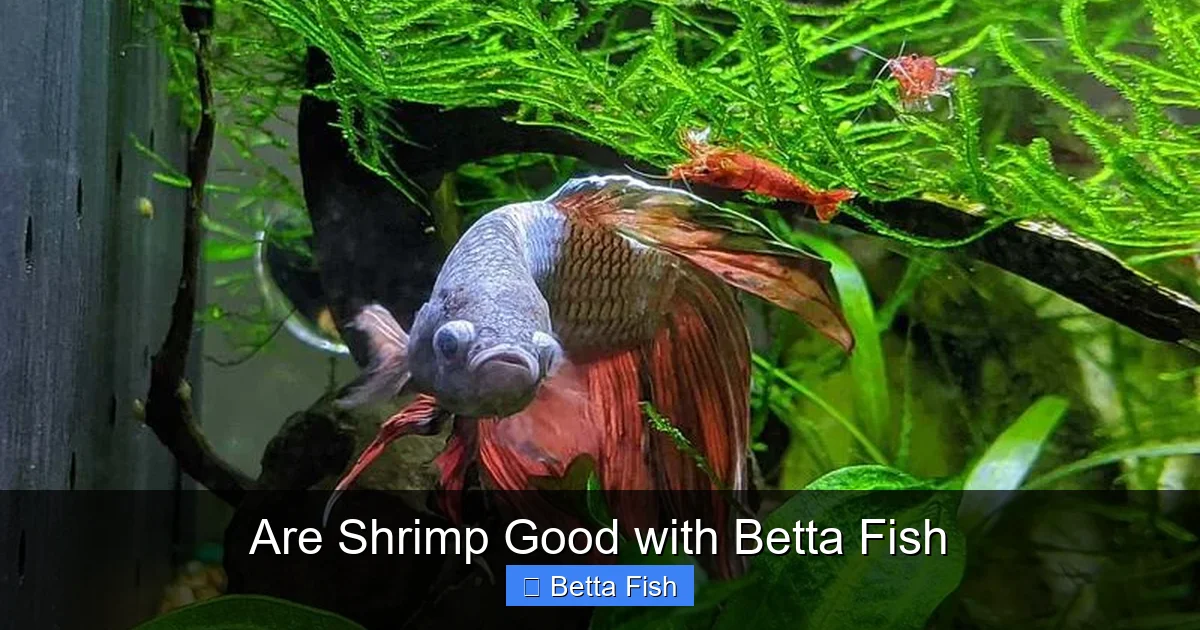 Are Shrimp Good with Betta Fish