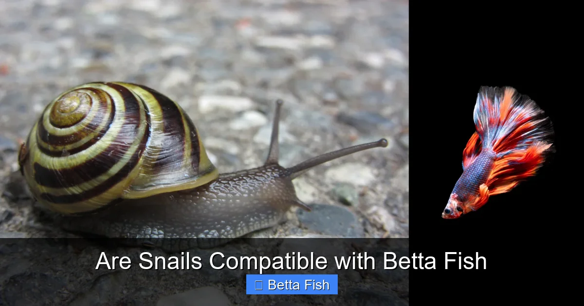 Are Snails Compatible with Betta Fish