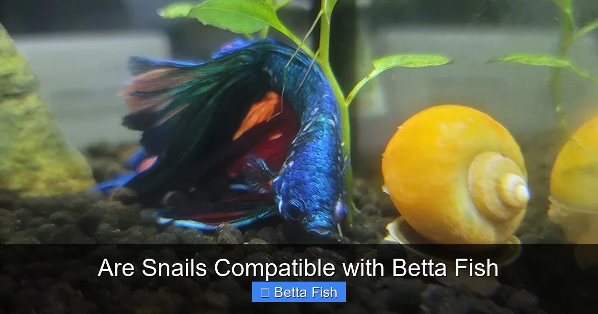 Are Snails Compatible with Betta Fish