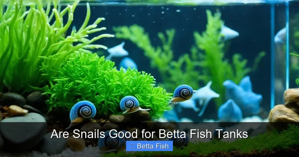 Are Snails Good for Betta Fish Tanks