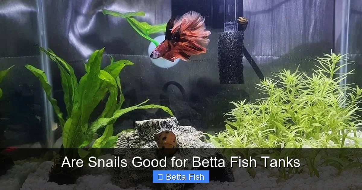Are Snails Good for Betta Fish Tanks