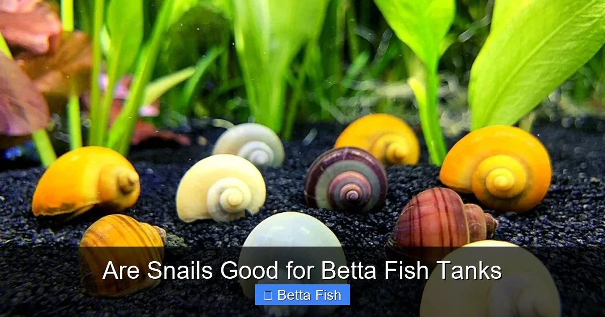 Are Snails Good for Betta Fish Tanks