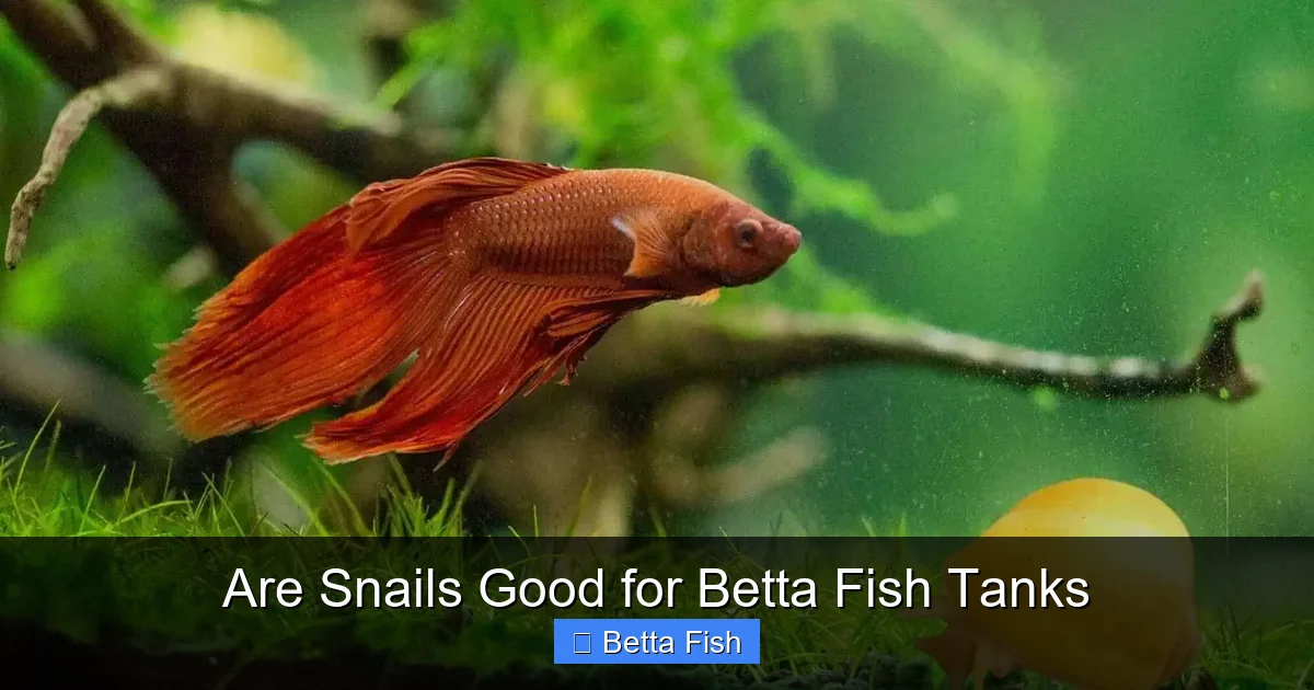 Are Snails Good for Betta Fish Tanks