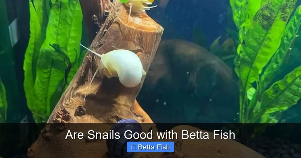 Are Snails Good with Betta Fish