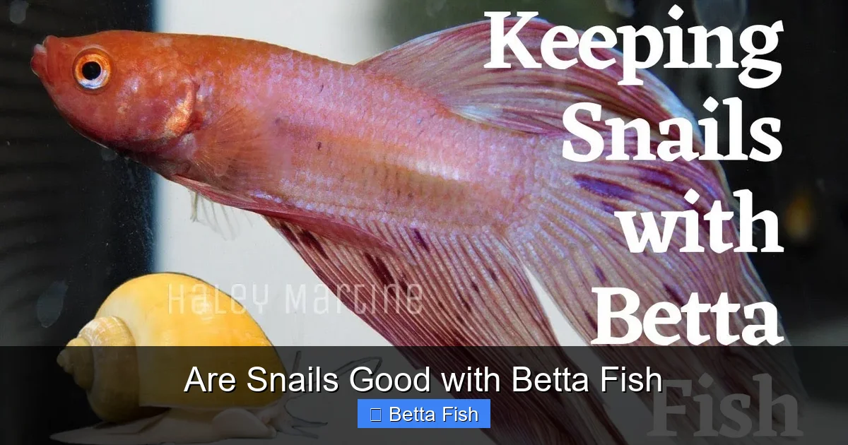 Are Snails Good with Betta Fish