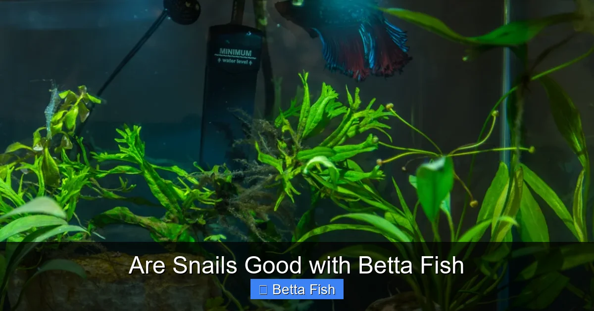Are Snails Good with Betta Fish