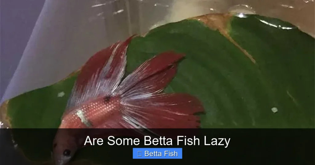 Are Some Betta Fish Lazy