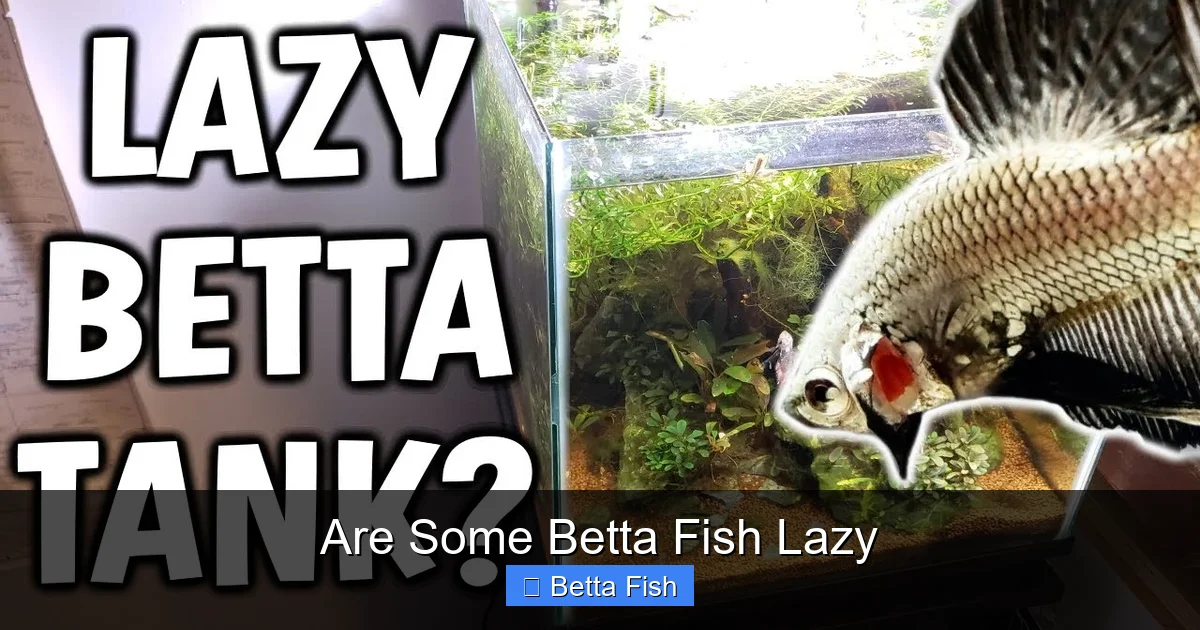 Are Some Betta Fish Lazy