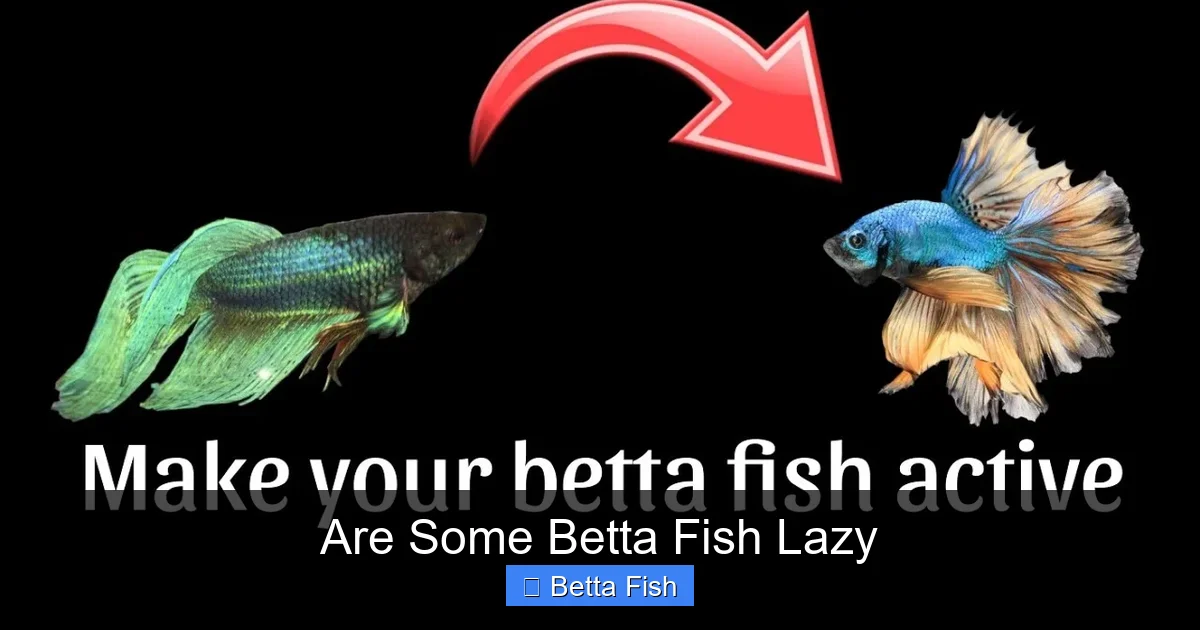 Are Some Betta Fish Lazy