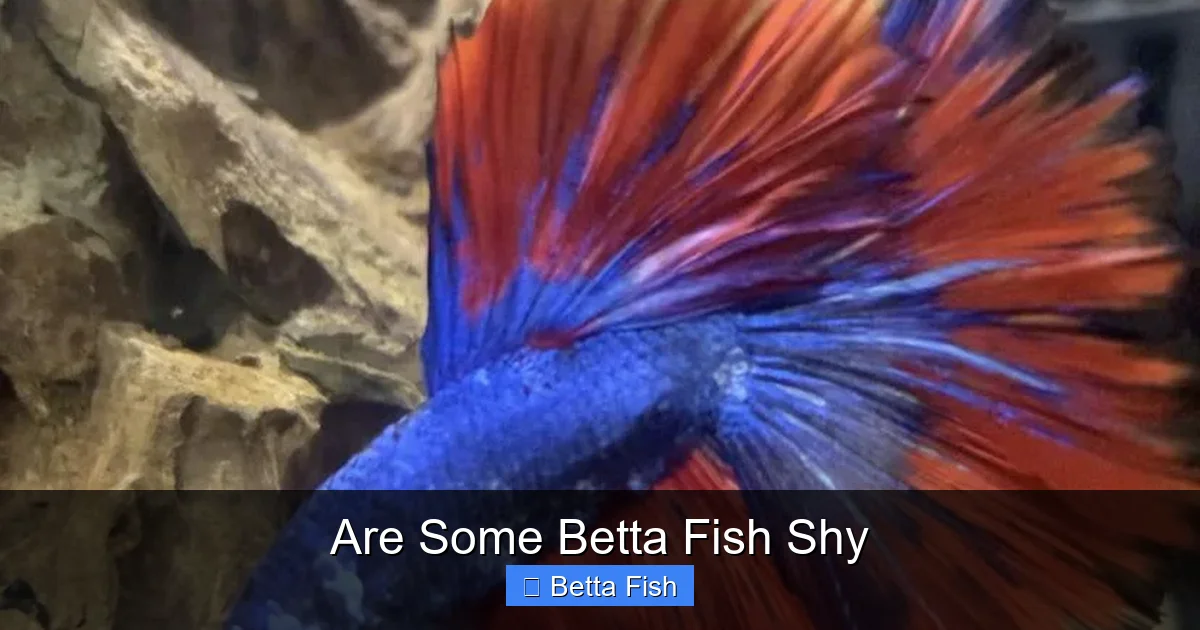 Are Some Betta Fish Shy