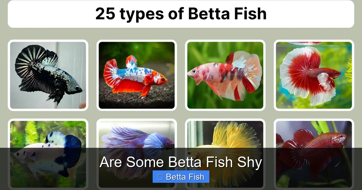 Are Some Betta Fish Shy