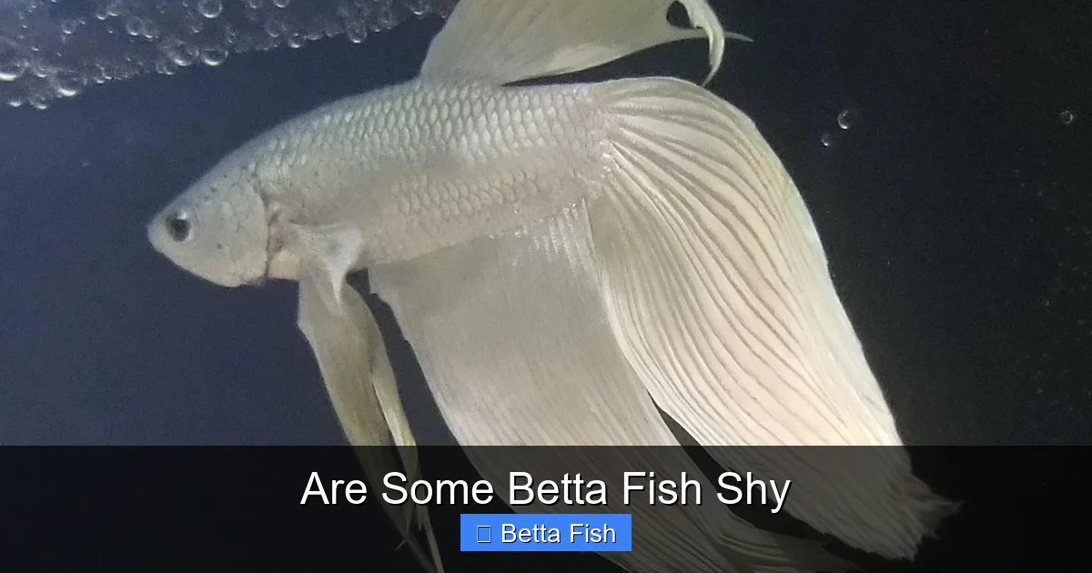 Are Some Betta Fish Shy