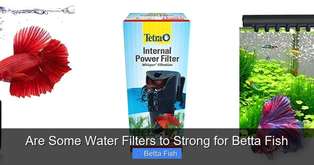 Are Some Water Filters to Strong for Betta Fish
