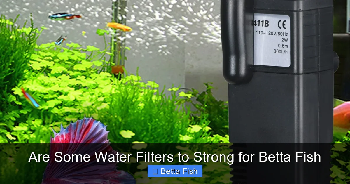 Are Some Water Filters to Strong for Betta Fish