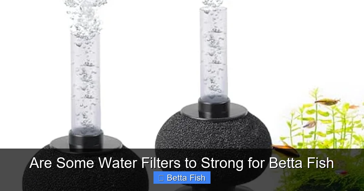 Are Some Water Filters to Strong for Betta Fish