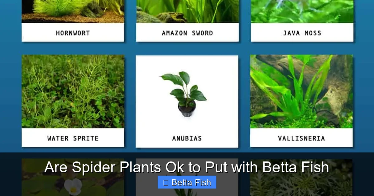 Are Spider Plants Ok to Put with Betta Fish