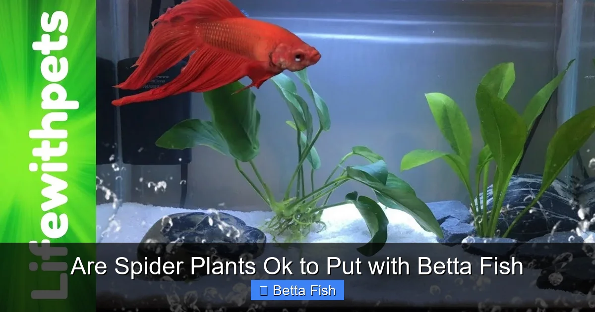 Are Spider Plants Ok to Put with Betta Fish