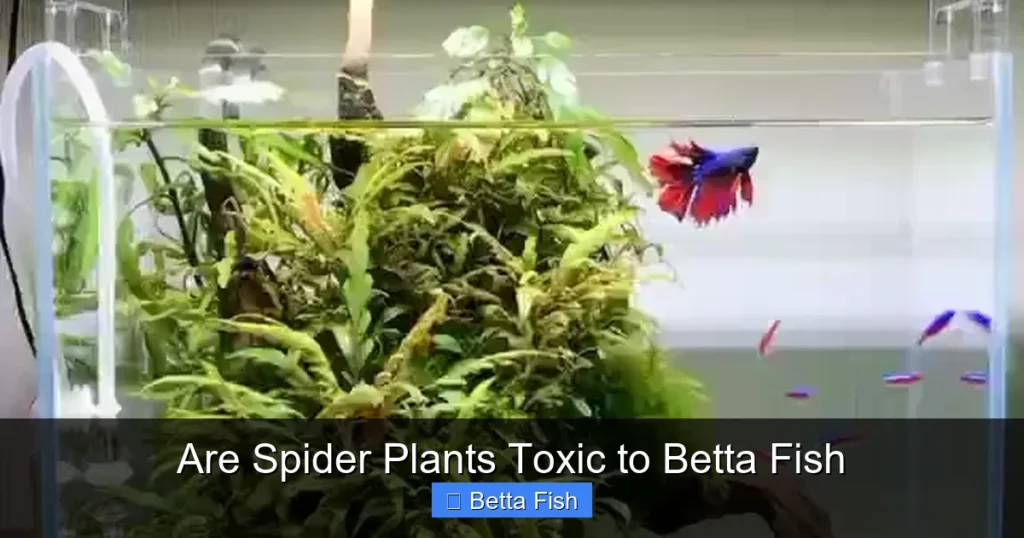 Are Spider Plants Toxic to Betta Fish