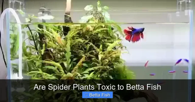 Are Spider Plants Toxic to Betta Fish