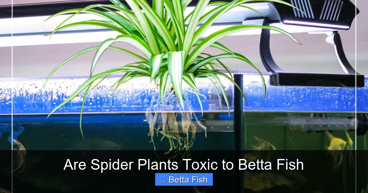 Are Spider Plants Toxic to Betta Fish