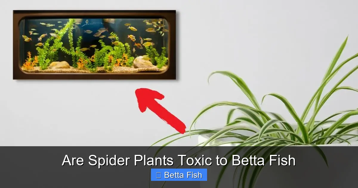 Are Spider Plants Toxic to Betta Fish