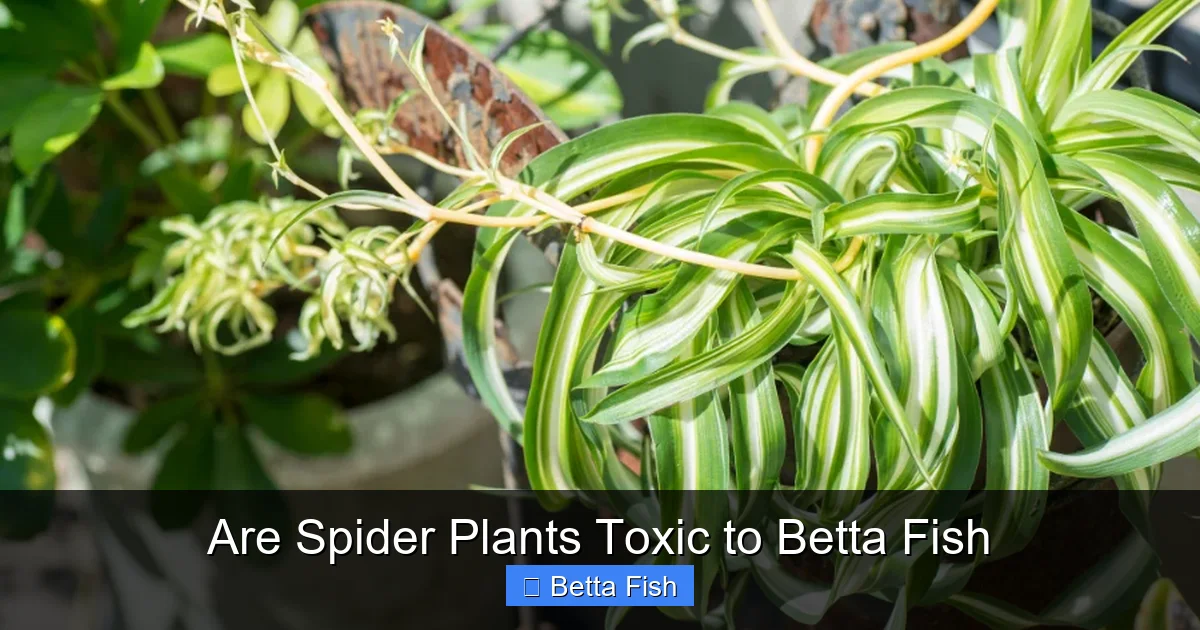 Are Spider Plants Toxic to Betta Fish