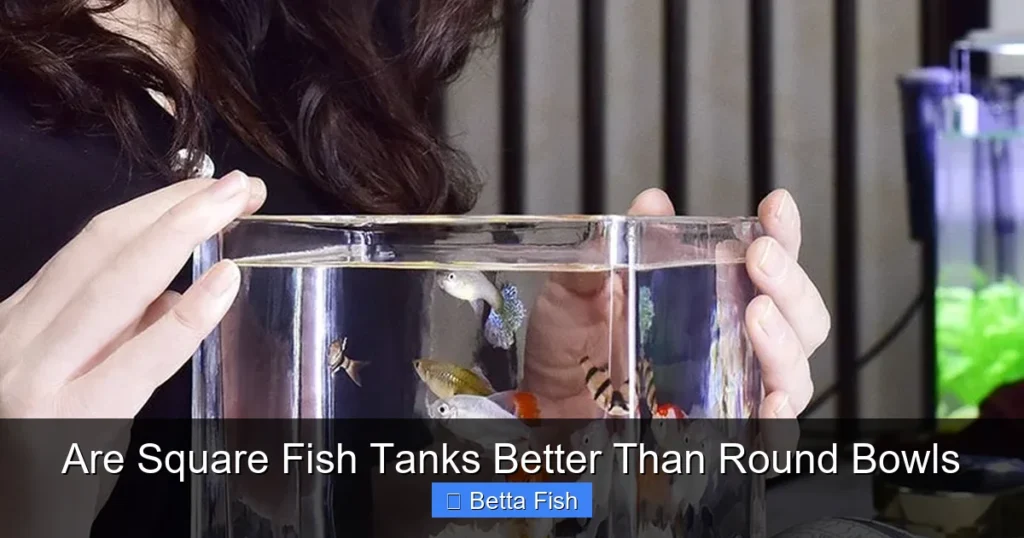 Are Square Fish Tanks Better Than Round Bowls