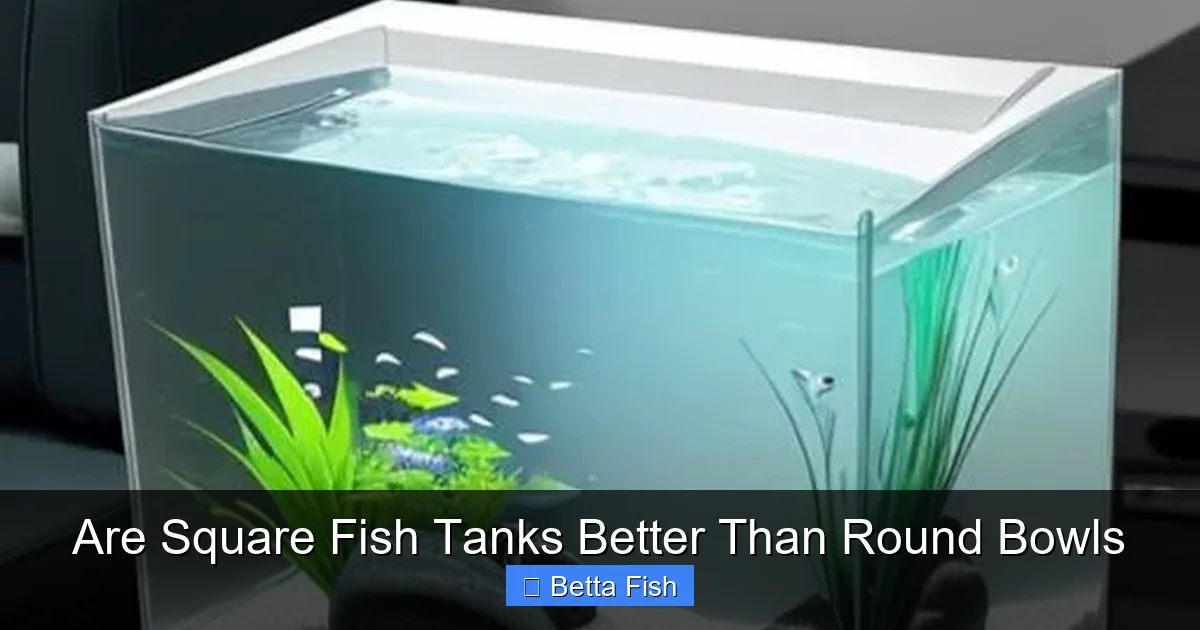 Are Square Fish Tanks Better Than Round Bowls