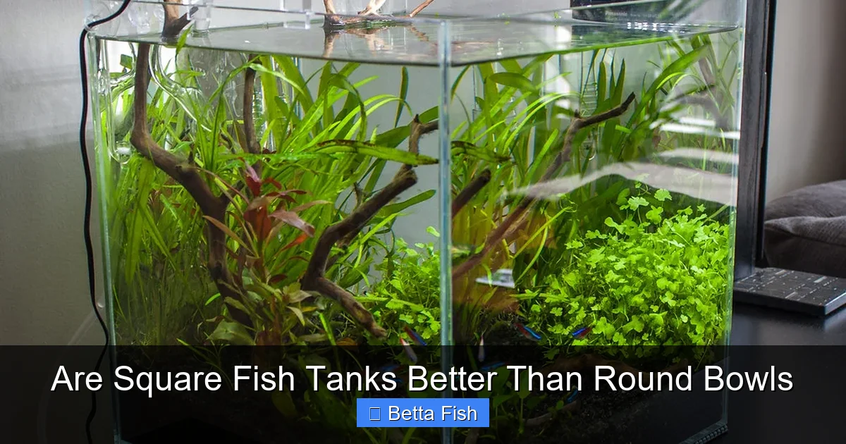 Are Square Fish Tanks Better Than Round Bowls