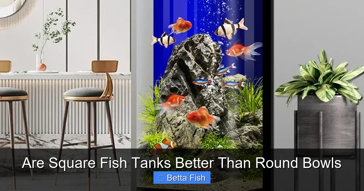 Are Square Fish Tanks Better Than Round Bowls